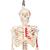 Mini Human Skeleton Shorty with Painted Muscles on Hanging Stand, Half Natural Size, 1000045 [A18/6], Mini Skeleton Models (Small)