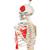 Mini Human Skeleton Shorty with Painted Muscles on Hanging Stand, Half Natural Size, 1000045 [A18/6], Mini Skeleton Models (Small)