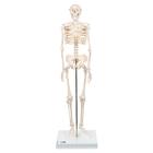 Mini Human Skeleton Model Shorty, Half Natural Size, 1000039 [A18], Mini Skeleton Models