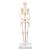 Mini Human Skeleton Model Shorty, Half Natural Size, 1000039 [A18], Mini Skeleton Models (Small)