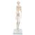 Mini Human Skeleton Model Shorty, Half Natural Size, 1000039 [A18], Mini Skeleton Models (Small)