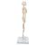 Mini Human Skeleton Model Shorty, Half Natural Size, 1000039 [A18], Mini Skeleton Models (Small)