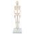 Mini Human Skeleton Model Shorty, Half Natural Size, 1000039 [A18], Mini Skeleton Models (Small)