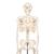 Mini Human Skeleton Model Shorty, Half Natural Size, 1000039 [A18], Mini Skeleton Models (Small)