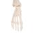 Mini Human Skeleton Model Shorty, Half Natural Size, 1000039 [A18], Mini Skeleton Models (Small)