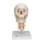 Human Skull Model on Cervical Spine, 4 part, 1020160 [A20/1], Human Skull Models