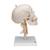 Human Skull Model on Cervical Spine, 4 part, 1020160 [A20/1], Human Skull Models (Small)