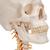 Human Skull Model on Cervical Spine, 4 part, 1020160 [A20/1], Human Spine Models (Small)