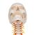 Human Skull Model on Cervical Spine, 4 part, 1020160 [A20/1], Human Skull Models (Small)