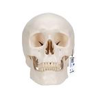 Classic Human Skull Model with Brain, 8-parts, 1020162 [A20/9], Human Skull Models