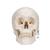 Classic Human Skull Model with Brain, 8-parts, 1020162 [A20/9], Human Skull Models (Small)