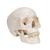 뇌 포함된 두개골 모형, 5파트 분리형 Classic Human Skull Model with Brain, 8-parts, 1020162 [A20/9], 두개골 모형 (Small)