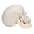 Classic Human Skull Model with Brain, 8-parts, 1020162 [A20/9], Human Skull Models (Small)