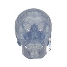 Transparent Classic Human Skull Model, 3 part, 1020164 [A20/T], Human Skull Models