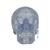 투명 두개골 모형, 3파트 분리형 Transparent Classic Human Skull Model, 3 part, 1020164 [A20/T], 두개골 모형 (Small)