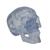 Transparent Classic Human Skull Model, 3 part, 1020164 [A20/T], Human Skull Models (Small)