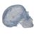 Transparent Classic Human Skull Model, 3 part, 1020164 [A20/T], Human Skull Models (Small)