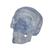 Transparent Classic Human Skull Model, 3 part, 1020164 [A20/T], Human Skull Models (Small)