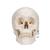 Classic Human Skull Model, 3 part, 1020159 [A20], Human Skull Models (Small)