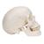 Classic Human Skull Model, 3 part, 1020159 [A20], Human Skull Models (Small)