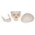 Classic Human Skull Model, 3 part, 1020159 [A20], Human Skull Models (Small)