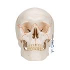 Human Classic Skull Model, 3 part, 1020165 [A21], Human Skull Models