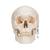 Human Classic Skull Model, 3 part, 1020165 [A21], Human Skull Models (Small)