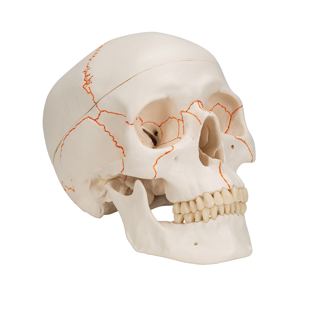 crâne humain - moulage de crâne humain - modèle anatomique - 3B