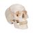 Human Classic Skull Model, 3 part, 1020165 [A21], Human Skull Models (Small)