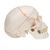 Human Classic Skull Model, 3 part, 1020165 [A21], Human Skull Models (Small)