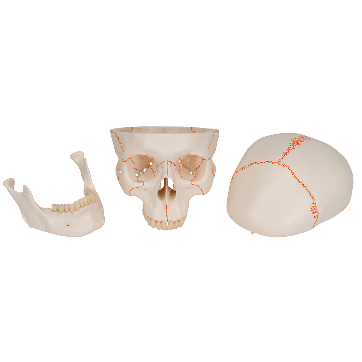 GRFIT Modèle de Crâne Humain, Anatomie Humaine Colorée Crâne Anatomique  Didactique Crâne 22 Pièces Modèle Flexible Et Amovible pour Cours d'Anatomie  : : Commerce, Industrie et Science