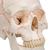 Human Classic Skull Model, 3 part, 1020165 [A21], Human Skull Models (Small)