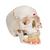 Classic Human Skull Model painted, with Opened Lower Jaw, 3 part, 1020167 [A22/1], Human Skull Models (Small)