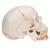 Classic Human Skull Model painted, with Opened Lower Jaw, 3 part, 1020167 [A22/1], Human Skull Models (Small)