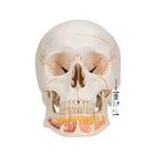 Classic Human Skull Model with Opened Lower Jaw, 3 part, 1020166 [A22], Human Skull Models