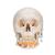 Classic Human Skull Model with Opened Lower Jaw, 3 part, 1020166 [A22], Human Skull Models (Small)