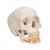 Модель черепа человека, с открытой нижней челюстью, 3 части - 3B Smart Anatomy, 1020166 [A22], Модели черепа человека (Small)