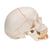 Classic Human Skull Model with Opened Lower Jaw, 3 part, 1020166 [A22], Human Skull Models (Small)