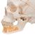 Модель черепа человека, с открытой нижней челюстью, 3 части - 3B Smart Anatomy, 1020166 [A22], Модели черепа человека (Small)