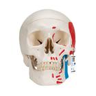 Classic Human Skull Model painted, 3 part, 1020168 [A23], Human Skull Models