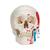 Classic Human Skull Model painted, 3 part, 1020168 [A23], Human Skull Models (Small)