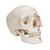 Classic Human Skull Model painted, 3 part, 1020168 [A23], Human Skull Models (Small)