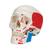 Classic Human Skull Model painted, 3 part, 1020168 [A23], Human Skull Models (Small)