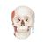 저작근 기능 보여주는 측두하악골(TMJ) 두개골모형 2파트  TMJ Human Skull Model, demonstrates functions of masticator muscles, 2 part, 1020169 [A24], 두개골 모형 (Small)