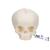 임신 30주째 태아 두개골 모형 Foetal Skull Model, natural cast, 30th week of pregnancy, 1000057 [A25], 두개골 모형 (Small)