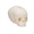 Foetal Skull Model, Natural Cast, 30th Week of Pregnancy, 1000057 [A25], Human Skull Models (Small)