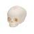 Foetal Skull Model, Natural Cast, 30th Week of Pregnancy, 1000057 [A25], Human Skull Models (Small)