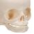 Foetal Skull Model, Natural Cast, 30th Week of Pregnancy, 1000057 [A25], Human Skull Models (Small)