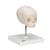 임신 30주째 태아 두개골(머리뼈)모형, 받침대포함  Foetal Skull Model, natural cast, 30th week of pregnancy, on stand, 1000058 [A26], 두개골 모형 (Small)