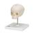 임신 30주째 태아 두개골(머리뼈)모형, 받침대포함  Foetal Skull Model, natural cast, 30th week of pregnancy, on stand, 1000058 [A26], 두개골 모형 (Small)